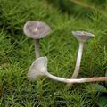 Cantharellula_umbonata_al9990