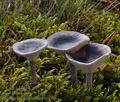 Cantharellula_umbonata_bp5408