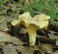 Cantharellus_amethysteus_ac7330