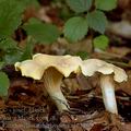 Cantharellus_amethysteus_al6216