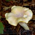 Cantharellus_amethysteus_al6228