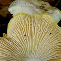 Cantharellus_amethysteus_al6232