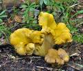 Cantharellus_amethysteus_bo6269