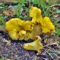 Cantharellus_amethysteus_bo6330