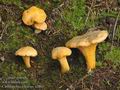 Cantharellus_cibarius_a2863