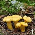 Cantharellus_cibarius_be2587