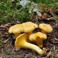 Cantharellus_cibarius_be2590