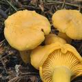 Cantharellus_cibarius_be2593