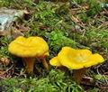 Cantharellus_cibarius_bk7052