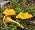 Cantharellus_cibarius_bk7063