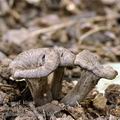 Cantharellus_cinereus_bh8386