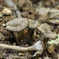 Cantharellus_cinereus_bh8388