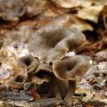 Cantharellus_cinereus_bi3071