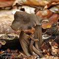 Cantharellus_cinereus_bi3077