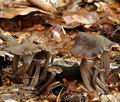 Cantharellus_cinereus_bi3082