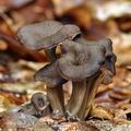 Cantharellus_cinereus_bi3102