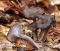 Cantharellus_cinereus_bi3109