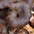 Cantharellus_cinereus_bi3112