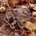 Cantharellus_cinereus_bi3120