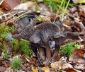 Cantharellus_cinereus_bv5100