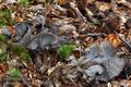 Cantharellus_cinereus_bv5106