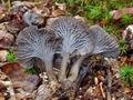 Cantharellus_cinereus_bv5113