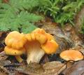 Cantharellus_friesii_ac2754