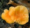 Cantharellus_friesii_ac2763