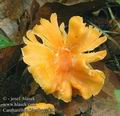 Cantharellus_friesii_ac2877