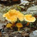 Cantharellus_friesii_al8357