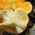 Cantharellus_friesii_al8365