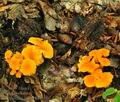 Cantharellus_friesii_bh7575