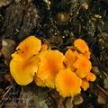 Cantharellus_friesii_bh7580