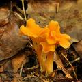 Cantharellus_friesii_bh9050