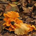 Cantharellus_friesii_bi0370