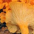 Cantharellus_friesii_bi0376