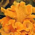 Cantharellus_friesii_bi0378