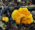 Cantharellus_friesii_bv0561