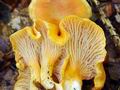 Cantharellus_friesii_bv0567