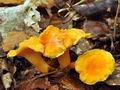 Cantharellus_friesii_bv5383