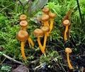 Cantharellus_lutescens_bv2282
