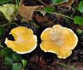 Cantharellus_pallens_bk5228