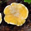 Cantharellus_pallens_bk5237