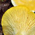 Cantharellus_pallens_bk5246