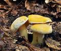 Cantharellus_pallens_bv3799