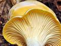 Cantharellus_pallens_bv3802