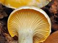 Cantharellus_pallens_bv3806