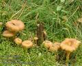 Cantharellus_tubaeformis_a6907