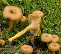 Cantharellus_tubaeformis_a6911