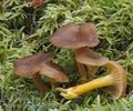 Cantharellus_tubaeformis_am1783